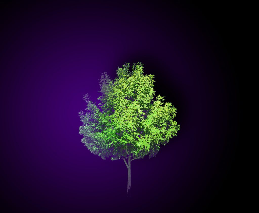 Radiant Tree by HEHE Collectif, one of the installations presented on White Night